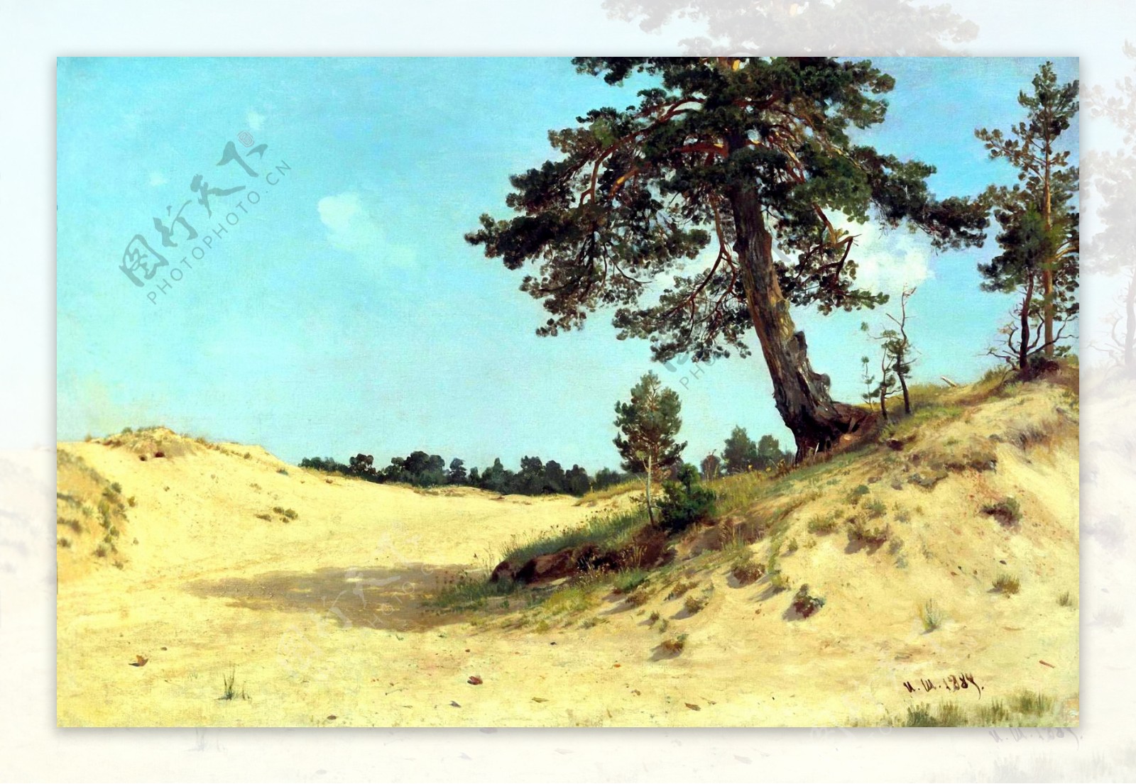 希施金沙上的松树图片