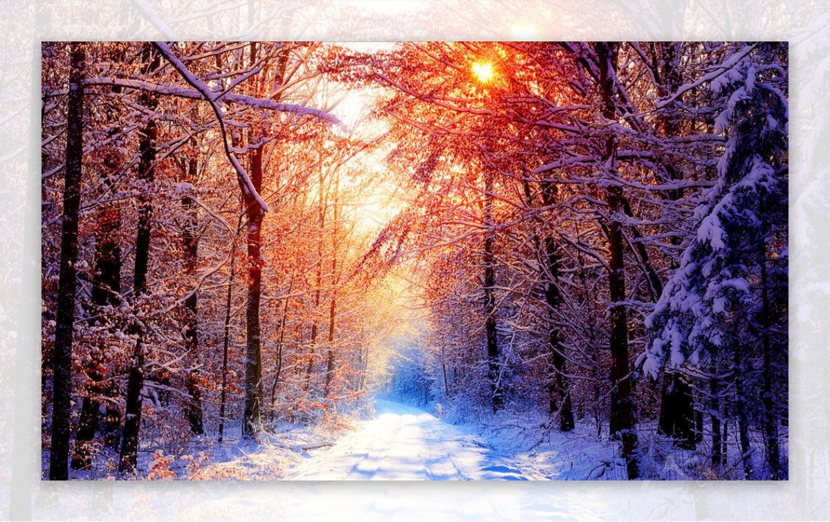早晨林中雪景图片