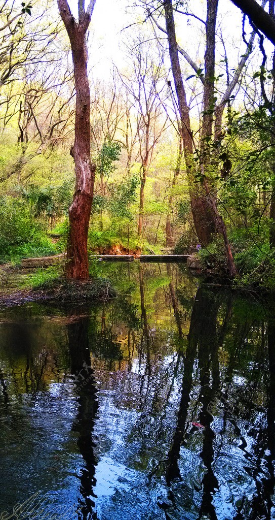林中水塘图片