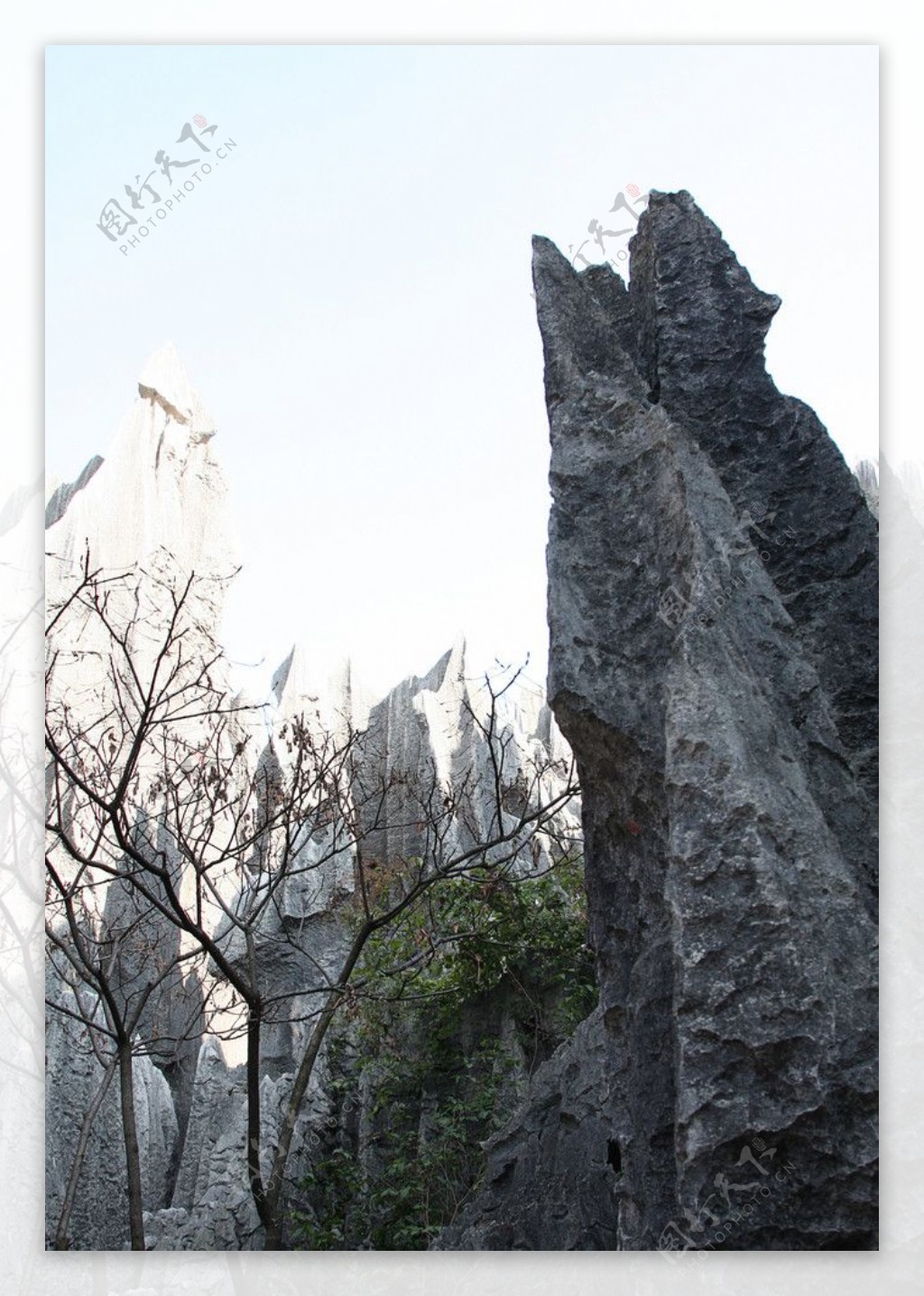 丽江石林图片