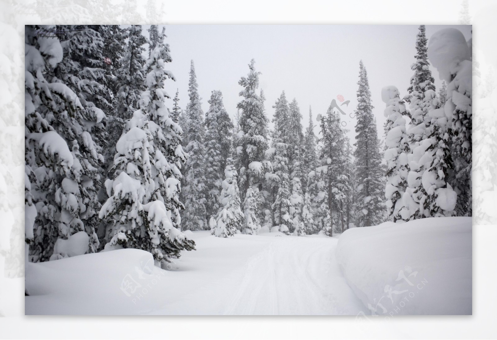 冬天下雪森林景色图片