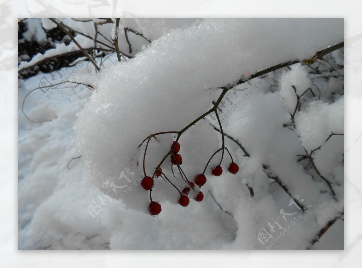 雪天红果图片