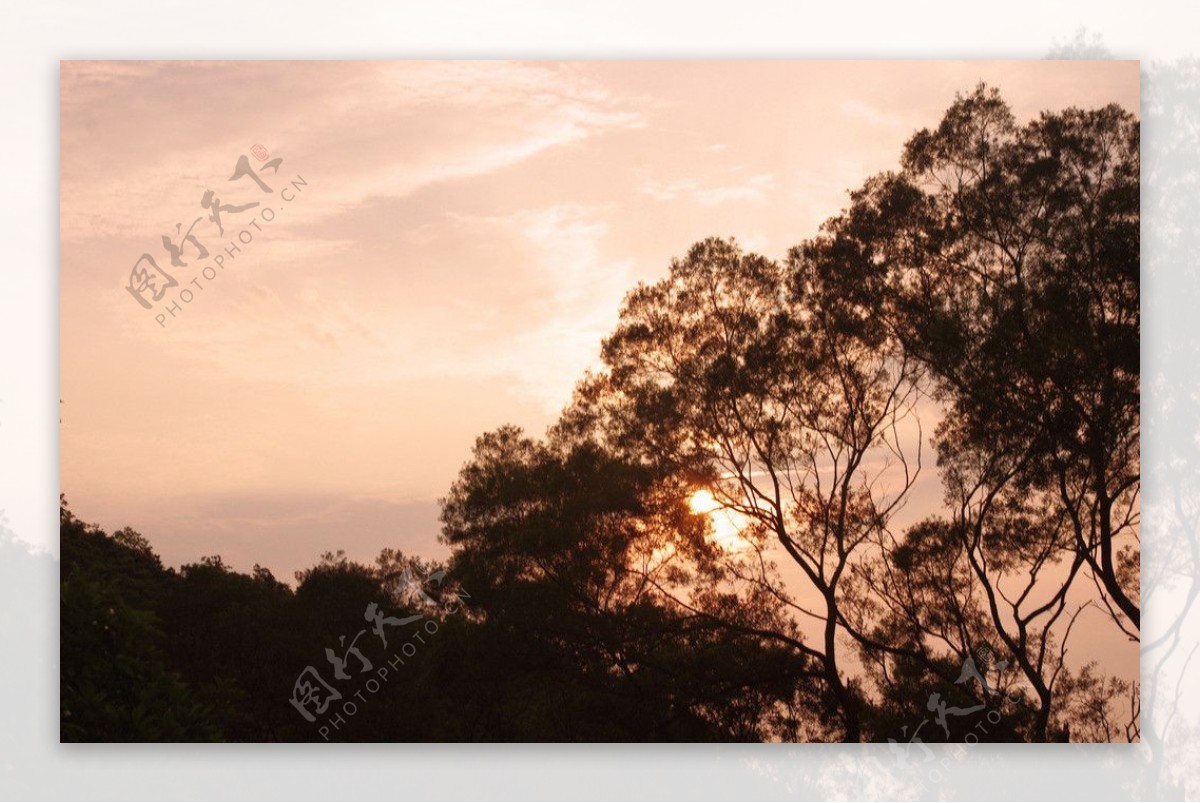 落日树木图片