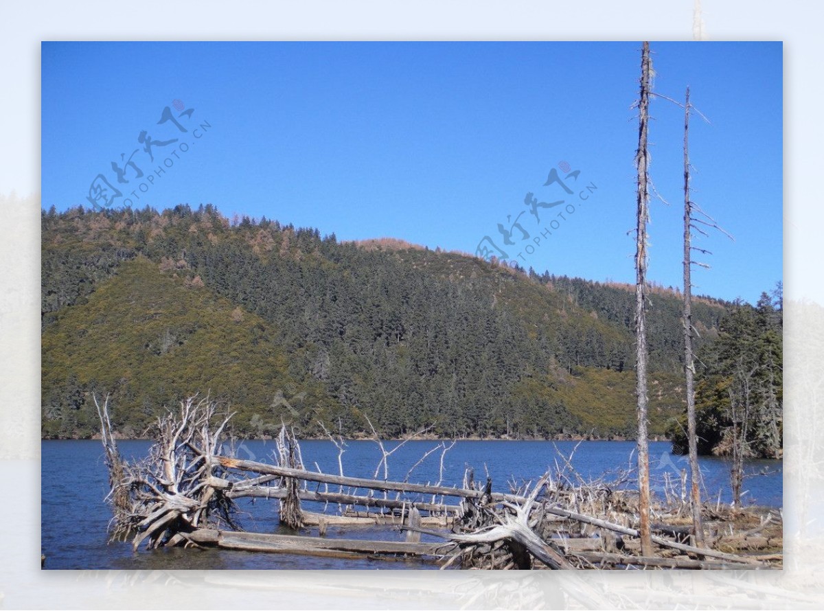 云南普达措属都湖中的古树图片