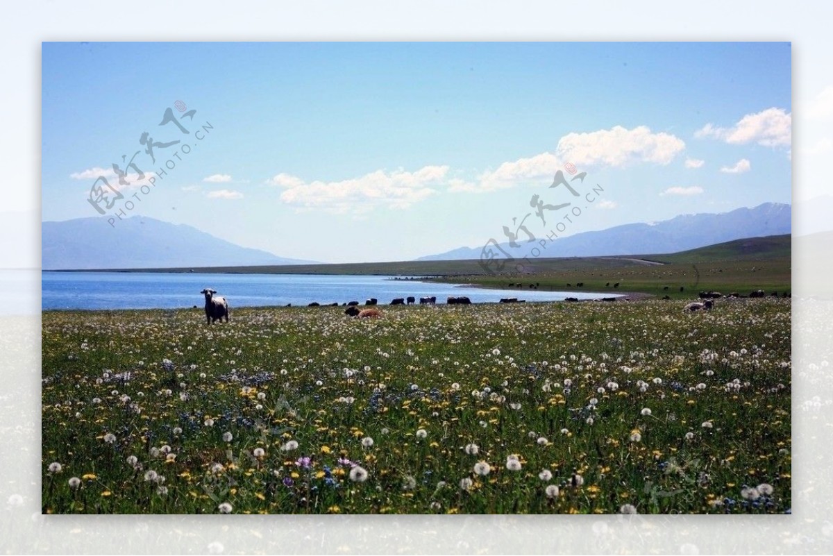 新疆赛里木湖畔图片