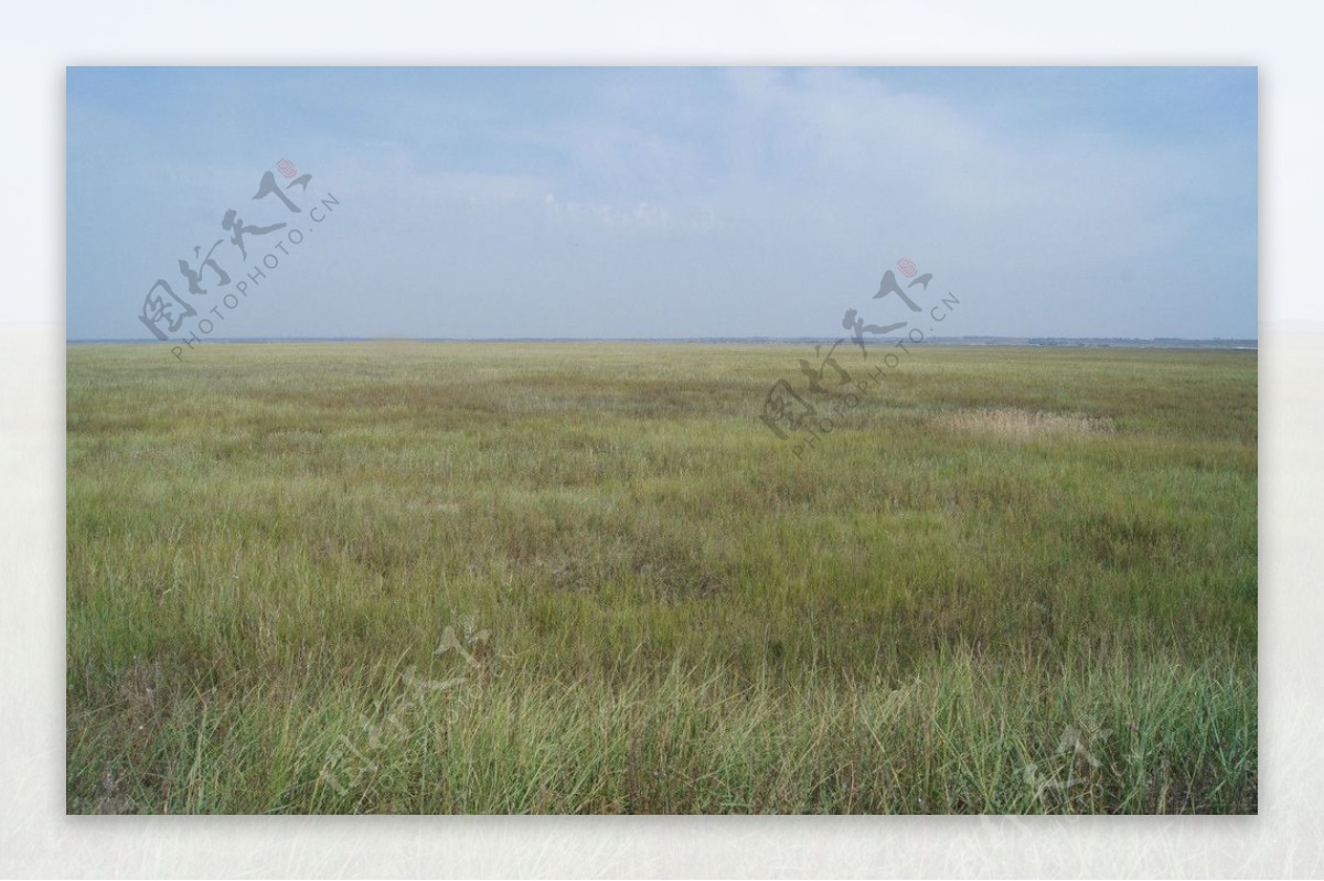 草甸湿地图片