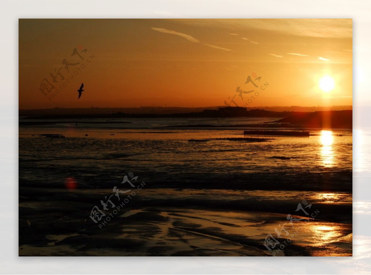 夕阳海鸟图片