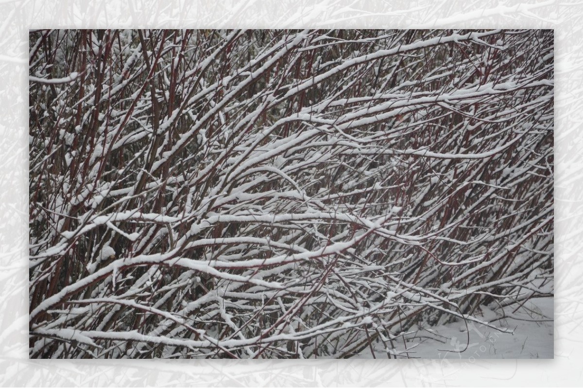 雪景图片