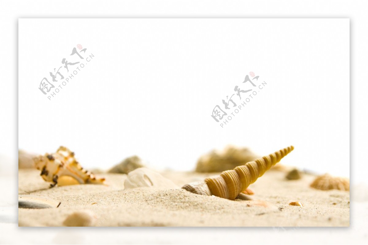 沙滩海洋生物图片