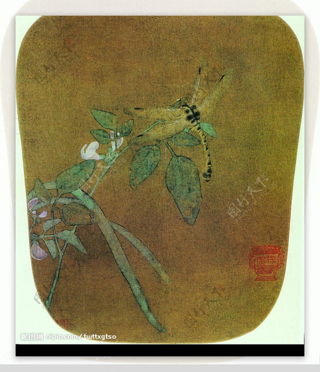 豆花蜻蜓图图片