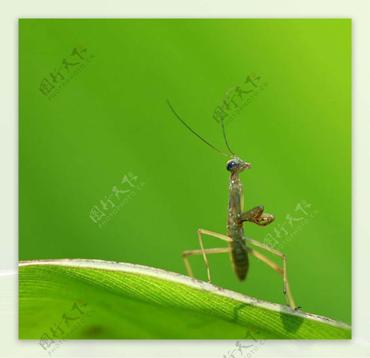 生趣螳螂绿色图片