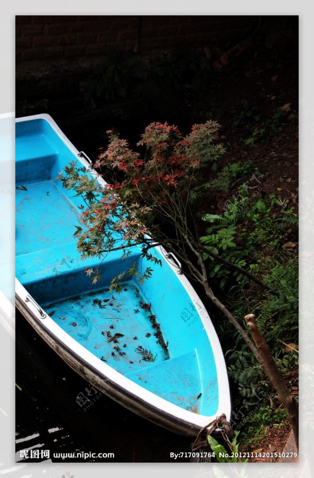 枫树下的小船图片