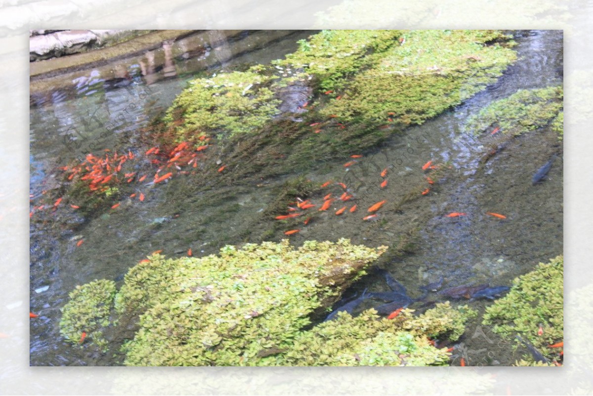 水磨沟锦鲤图片