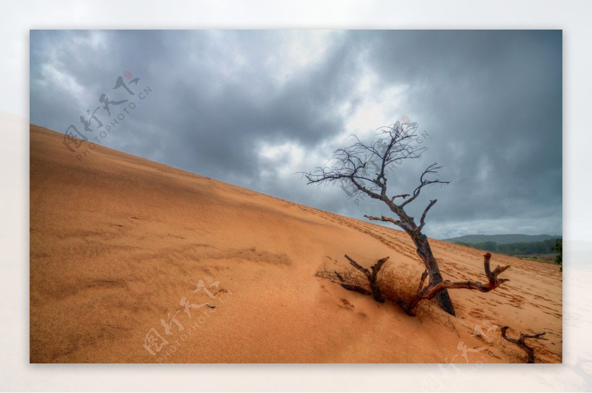 沙漠上的枯树枝图片