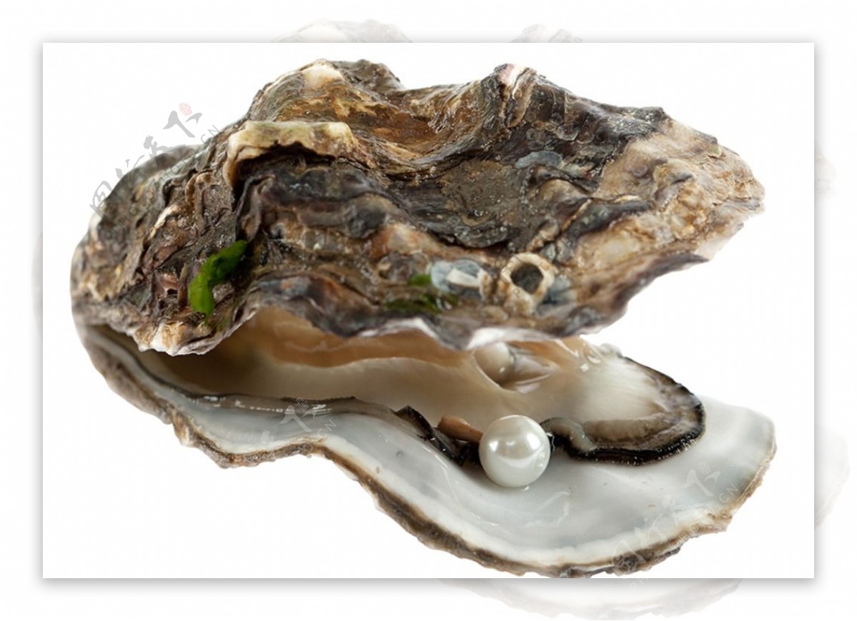 牡蛎素材图片