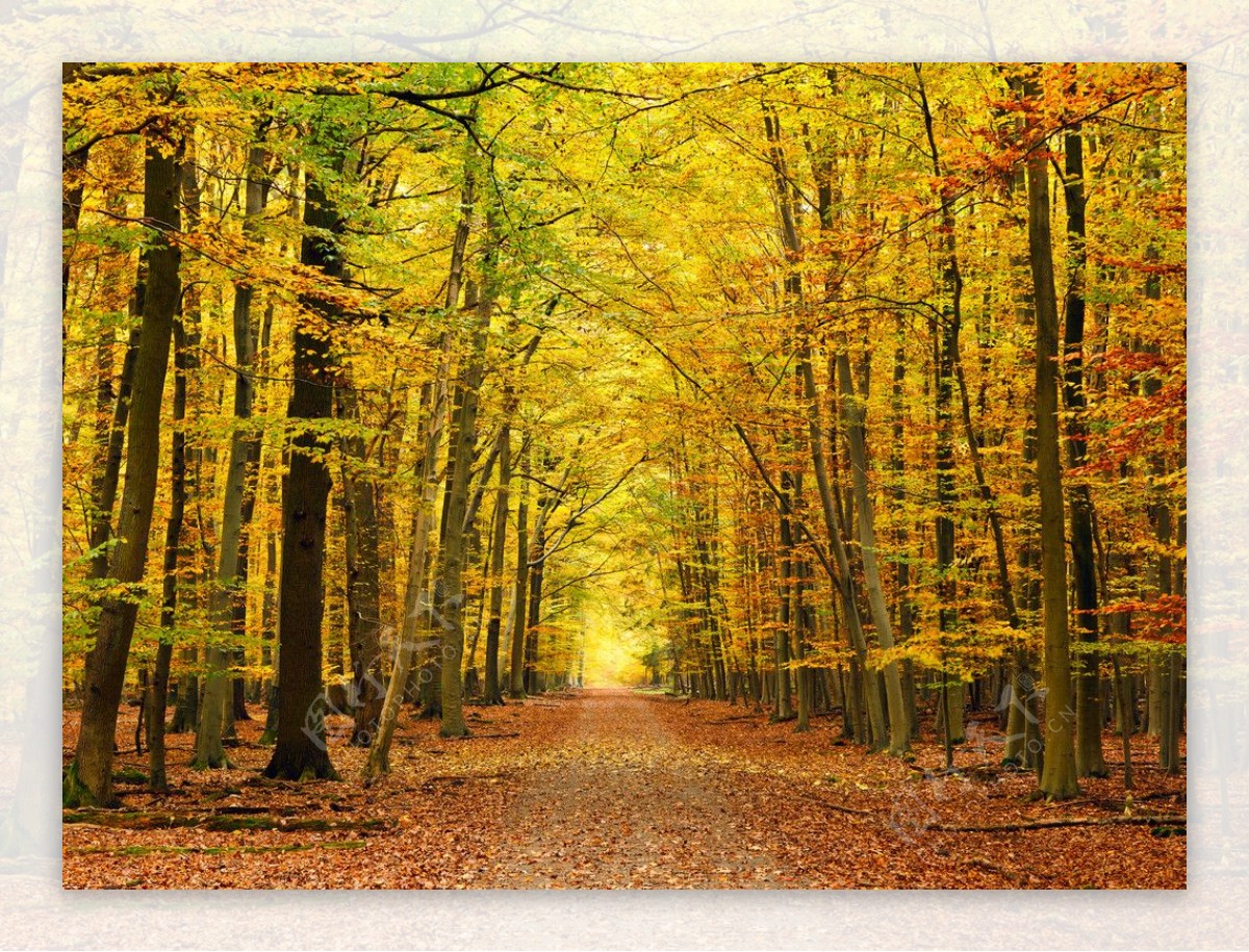 秋天的枫树林公路图片