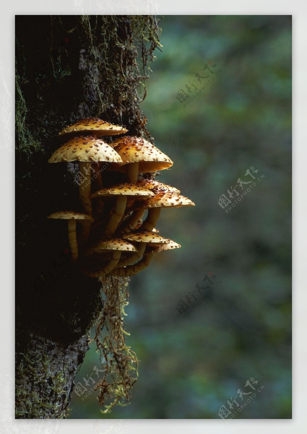 真菌图片