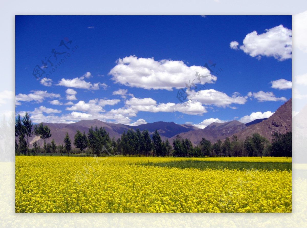 西藏夏天景色图片