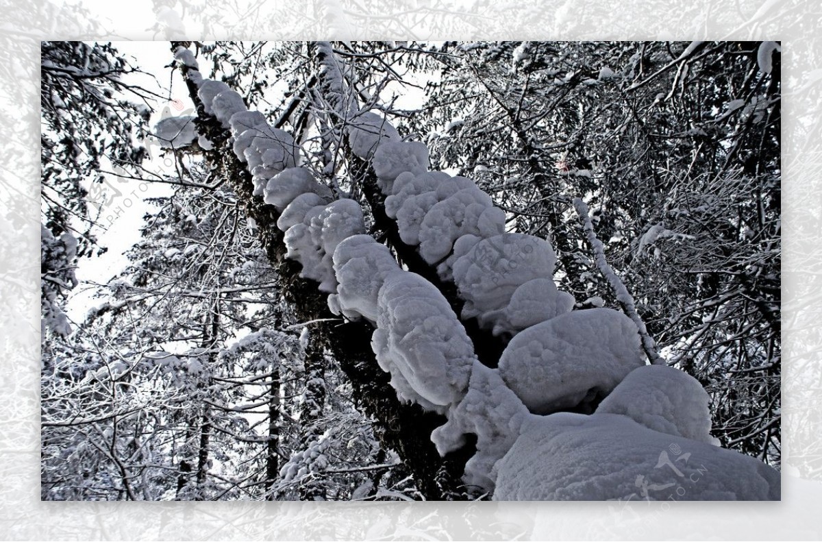 冬季的长白山森林图片