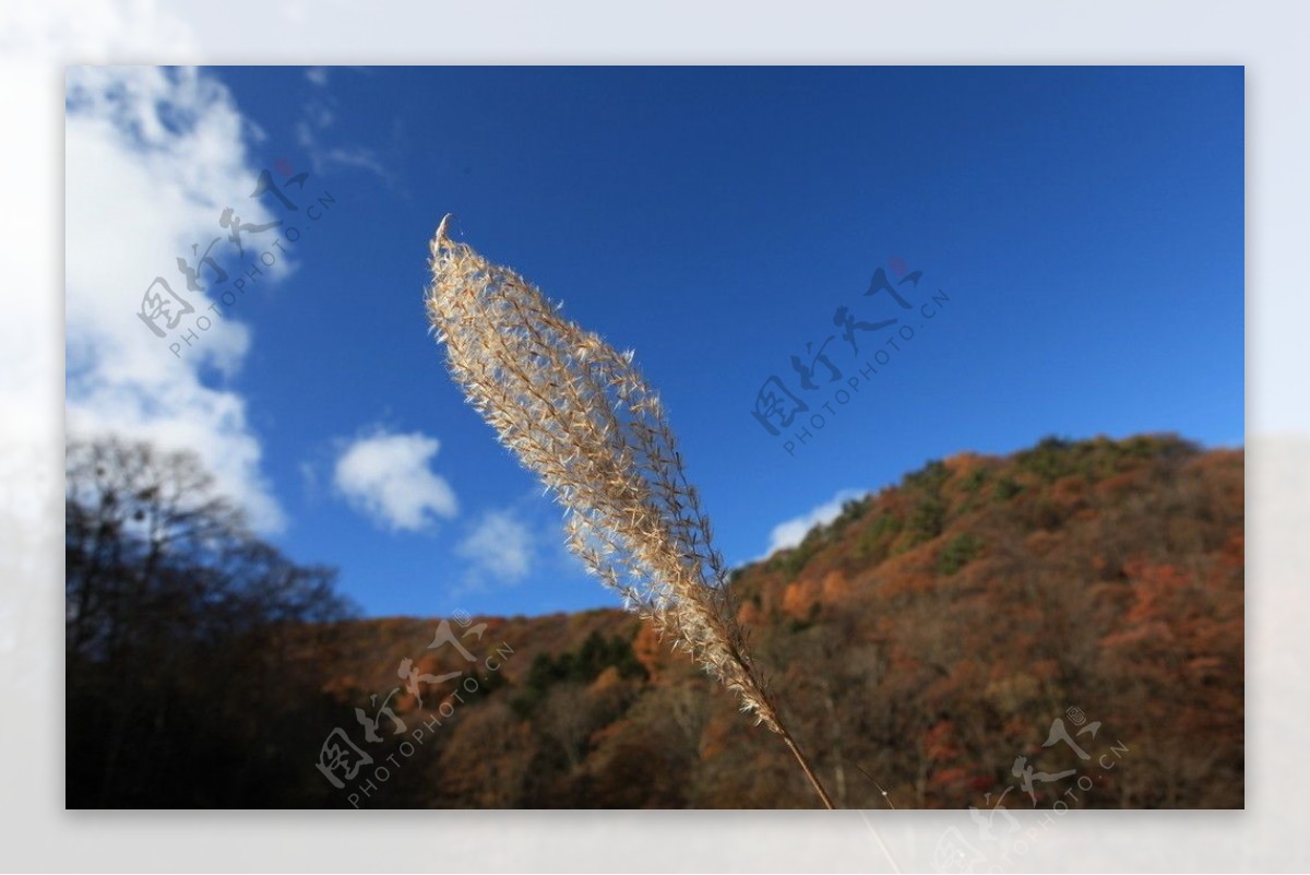 麦草图片