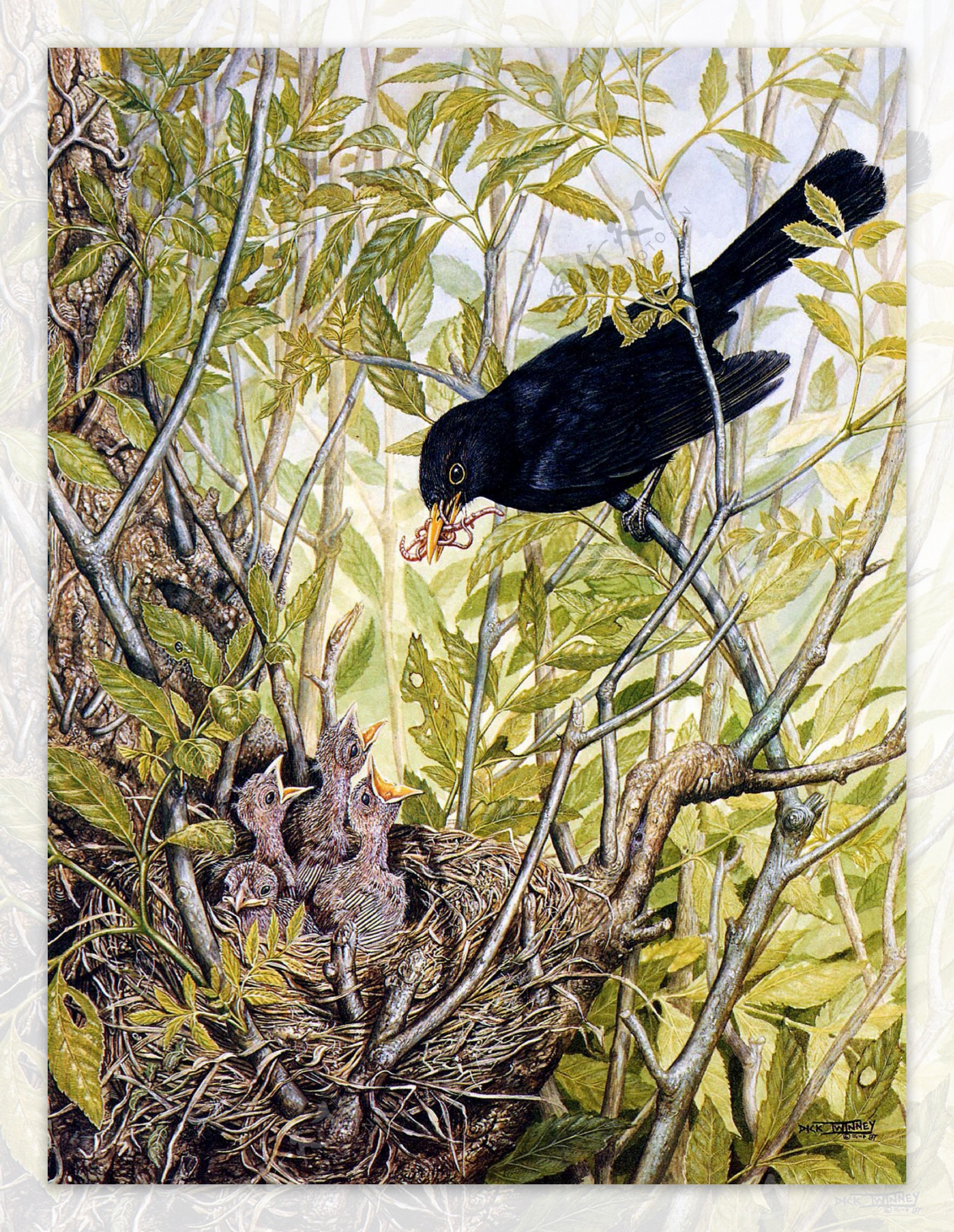 动物花鸟西洋画有点模糊图片