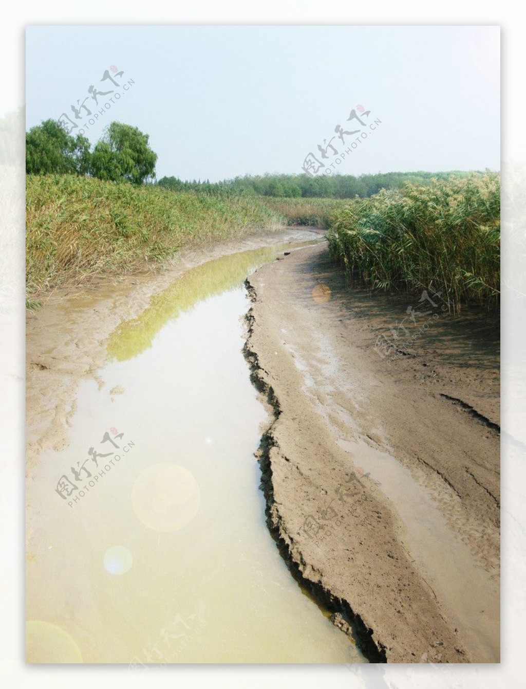 崇明岛西沙湿地图片