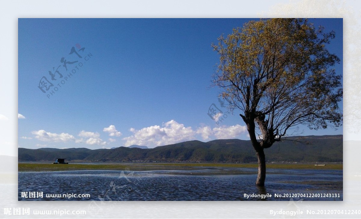 丽江拉市海湖中树图片