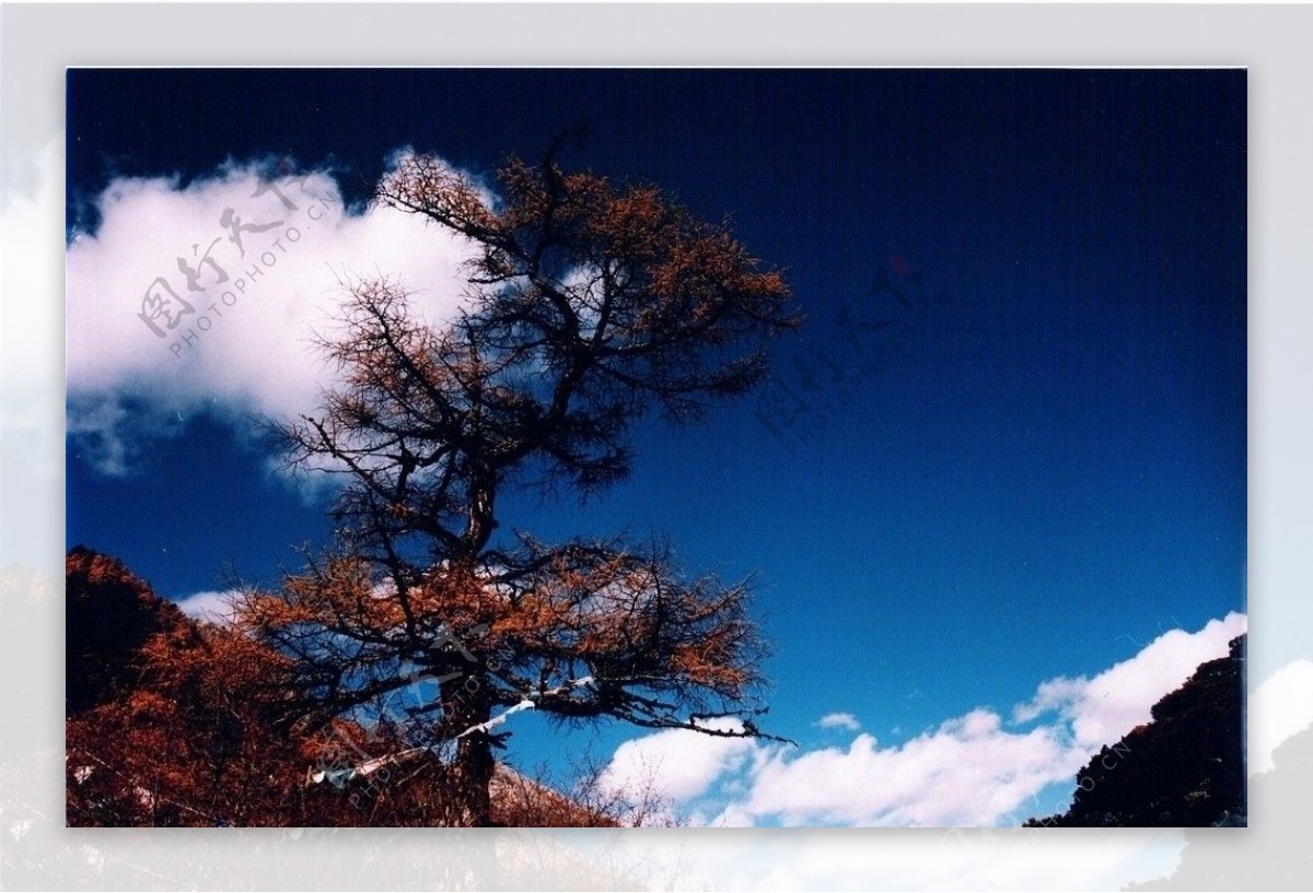 峰之树图片