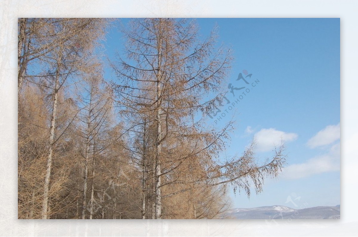 天然长白落叶松冬季风貌图片