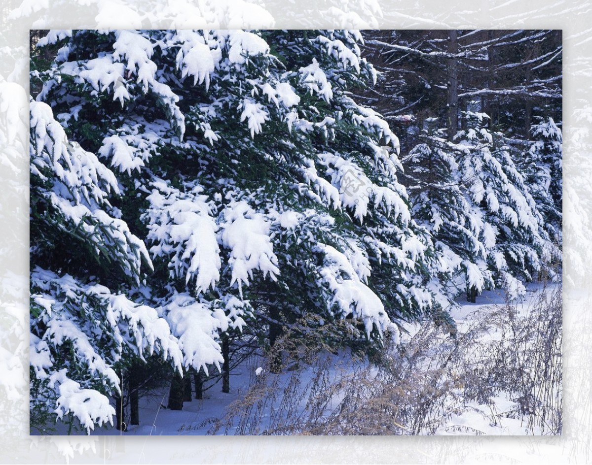 大雪覆盖树木图片