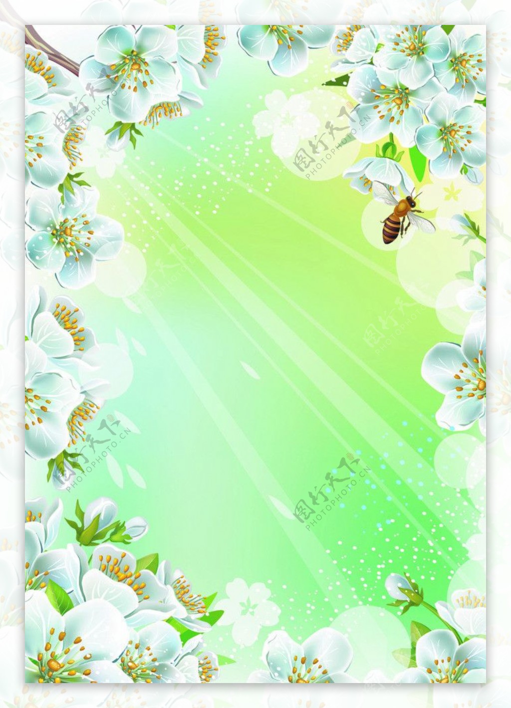 春天蜜蜂梨花背景图片