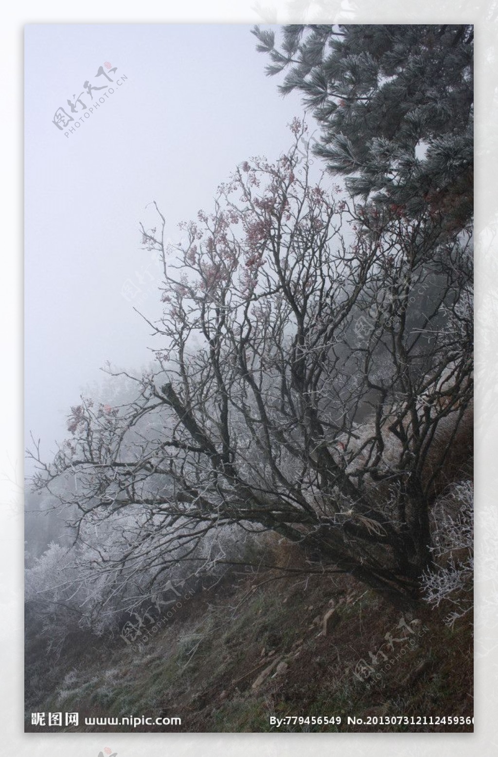 黄山雪景图片