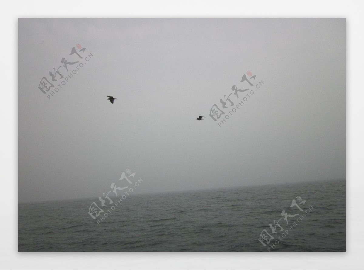 大海天空海鸥图片