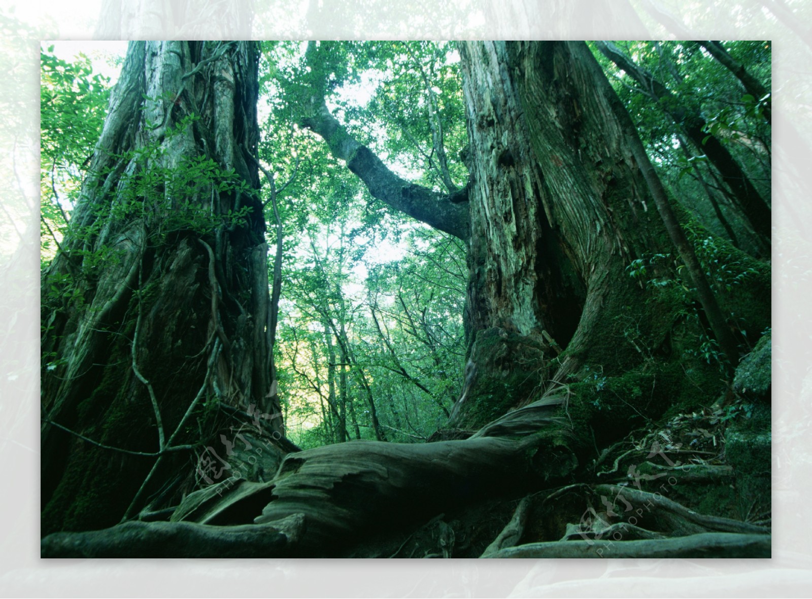 远古森林图片