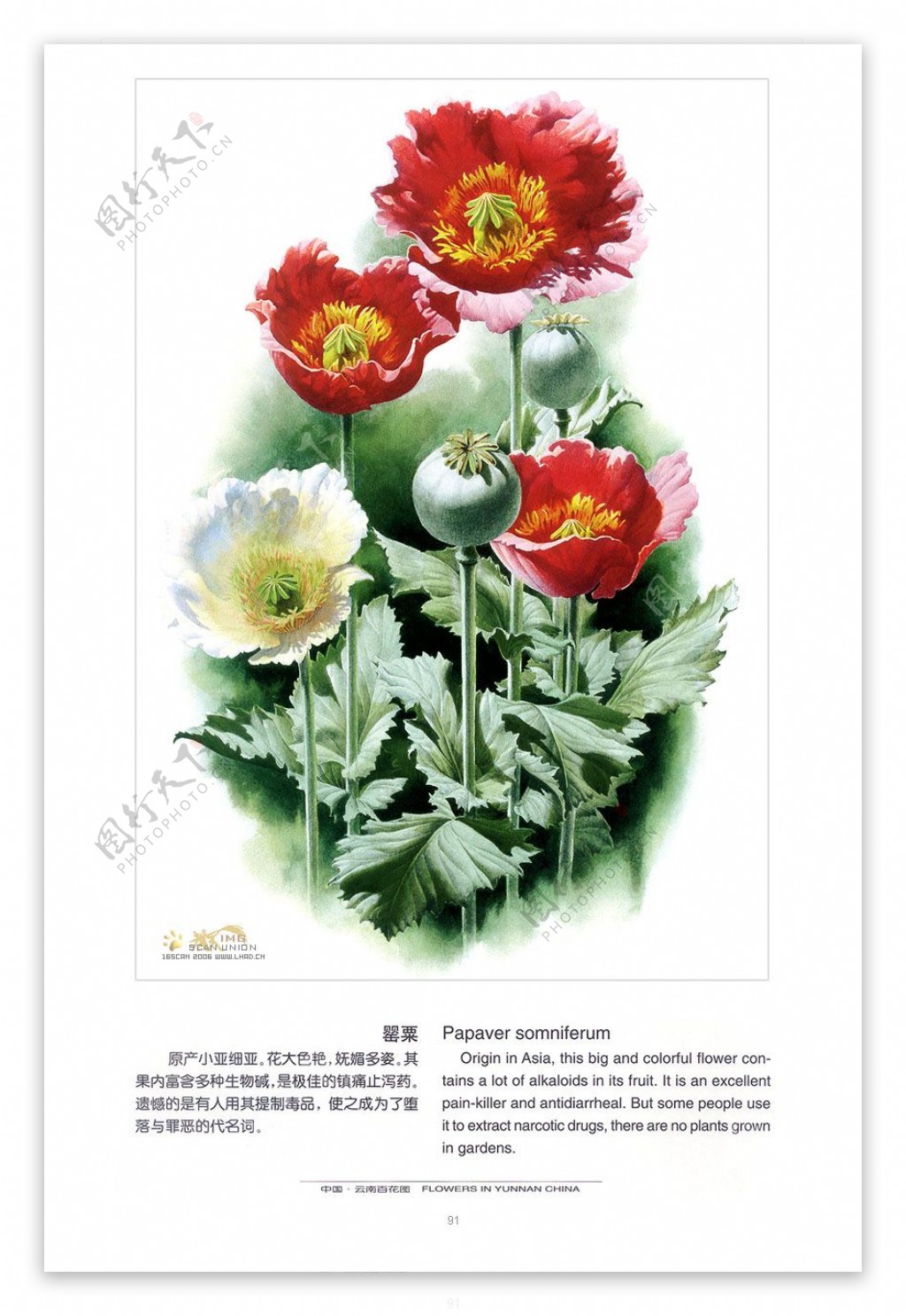 曾孝濂中国云南百花图97幅图片