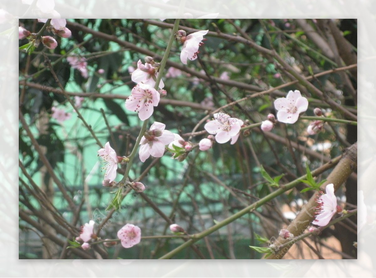 春暖桃花开图片