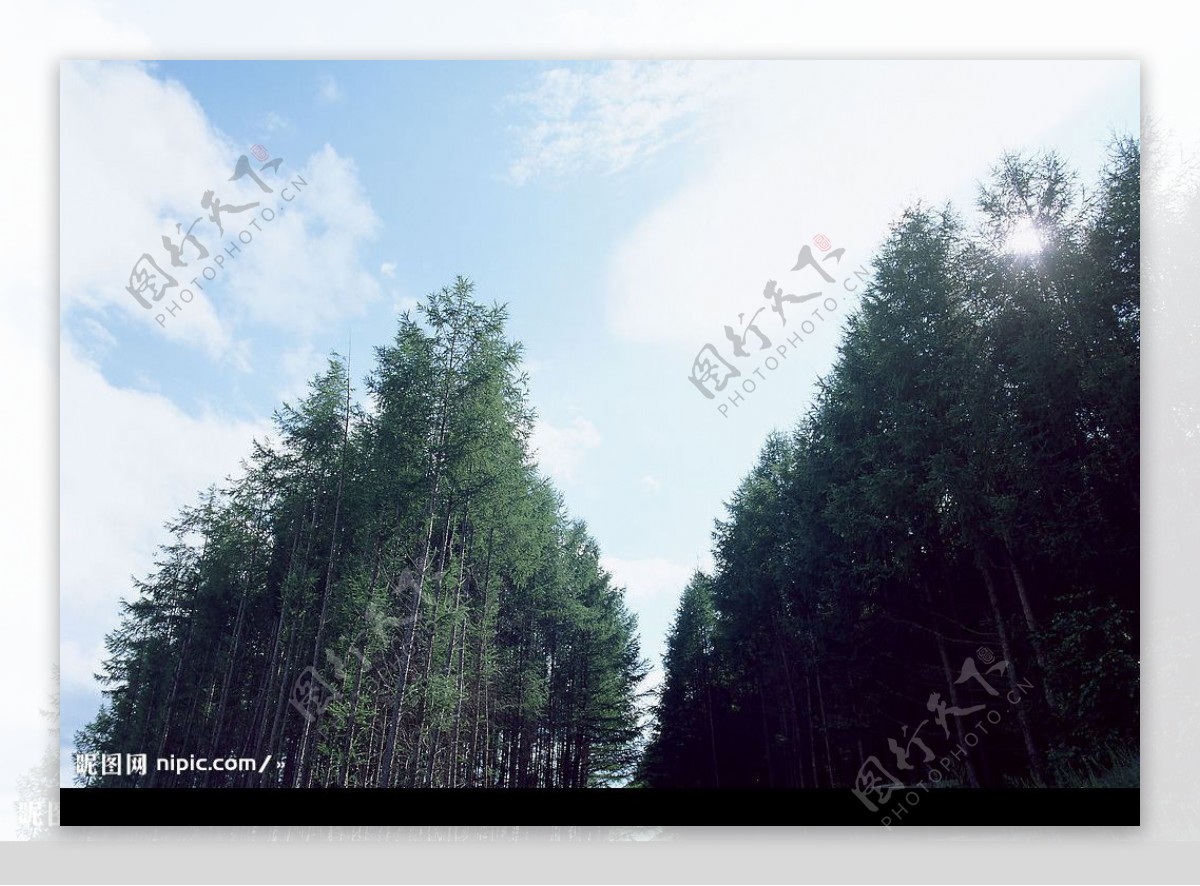 蓝天树林图片