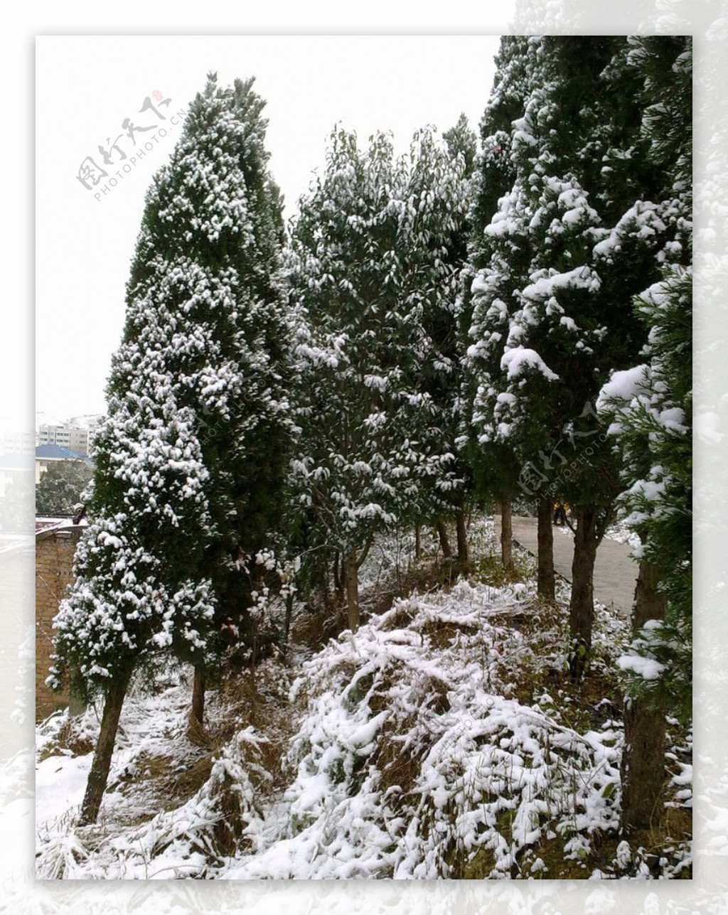 雪景白雪树上的雪花图片
