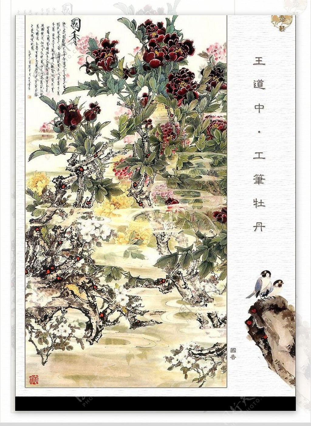 牡丹花图片