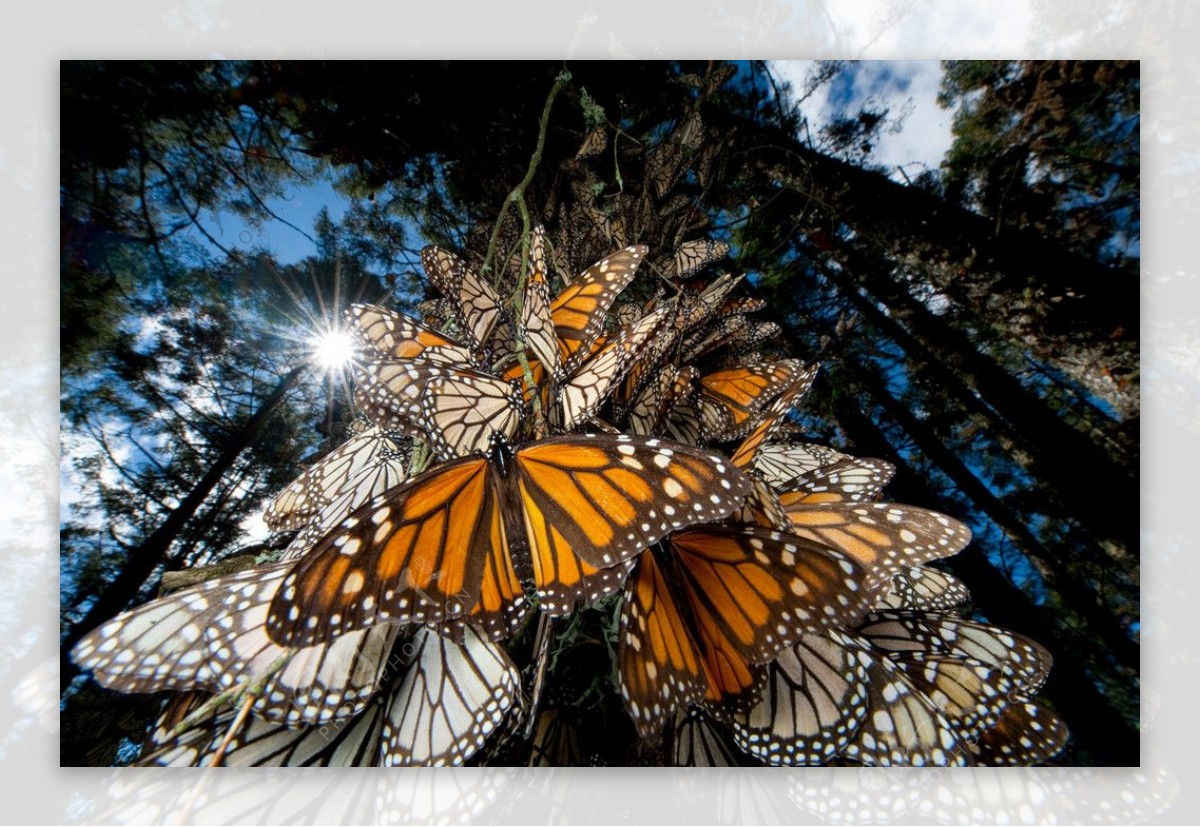 百万黑脉金斑蝶迁徙回巢图片
