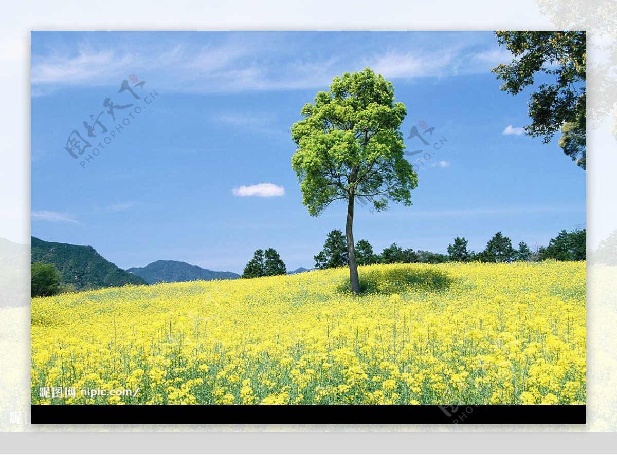 蓝天绿树黄花图片