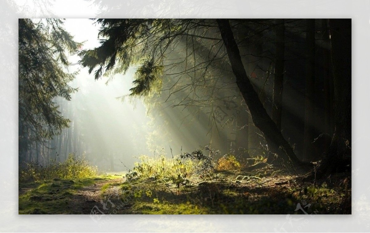 洒满阳光的森林的早晨图片