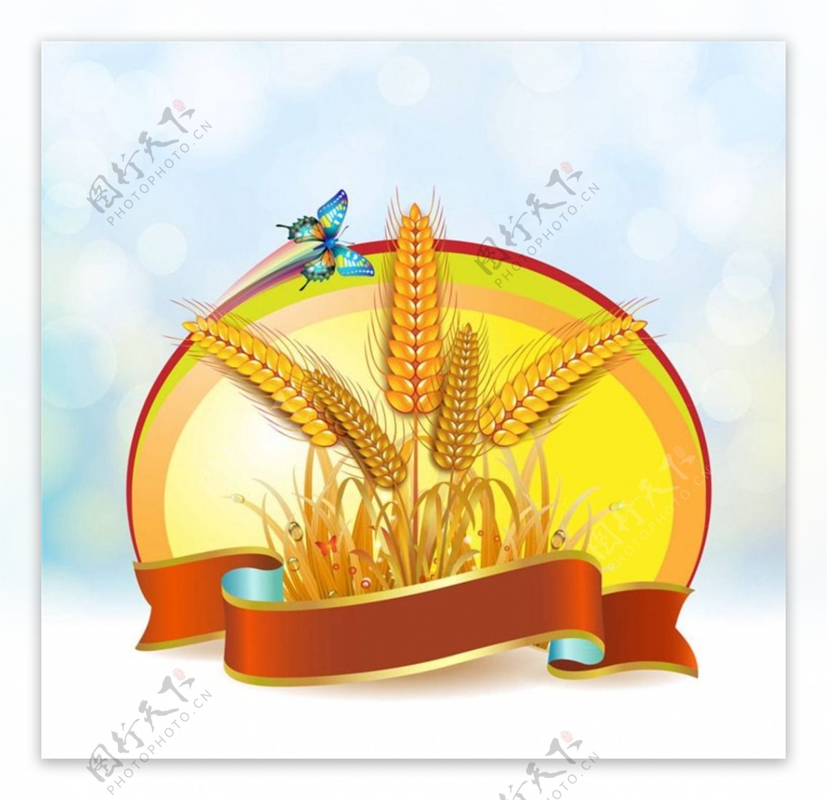 小麦水稻麦穗图片