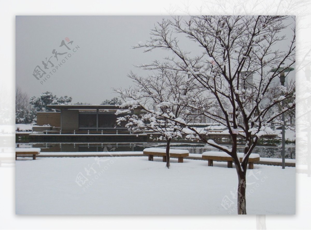 苏州红枫林雪景图片