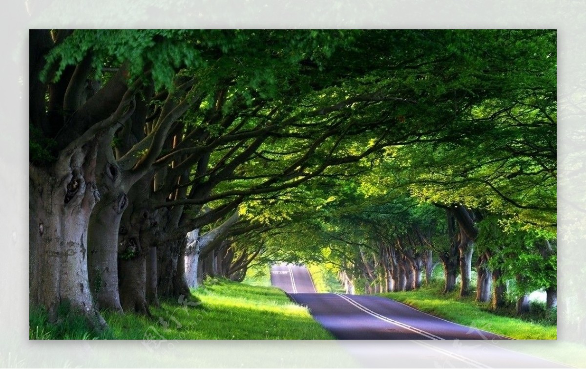 路与树图片