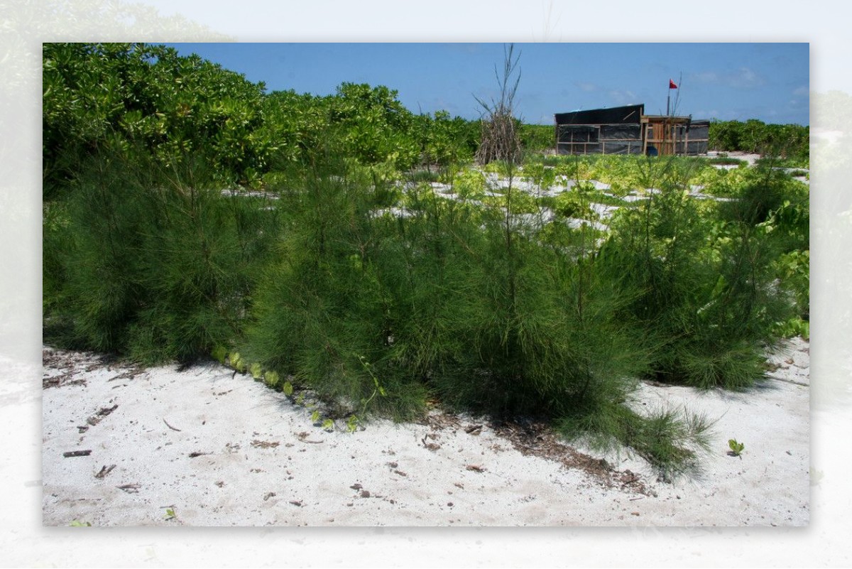 赵述岛酷热沙中生长的绿色植物图片