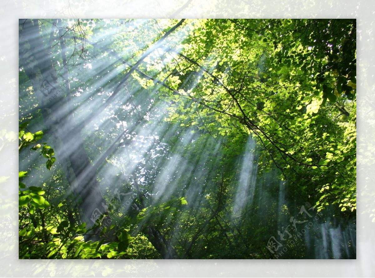 光芒闪烁的阳光透过树叶的阳光大自然的阳光树叶和光线图片