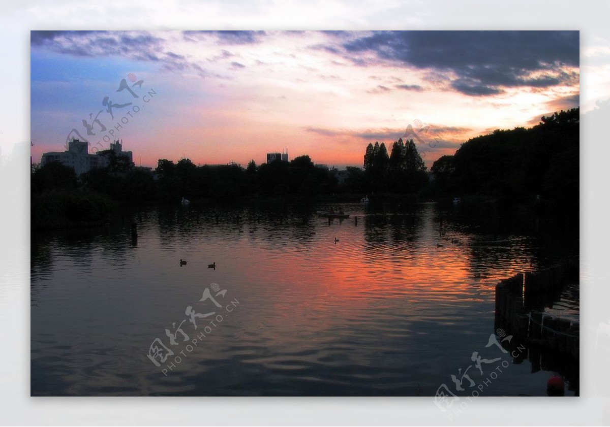 夕阳映照的水池图片