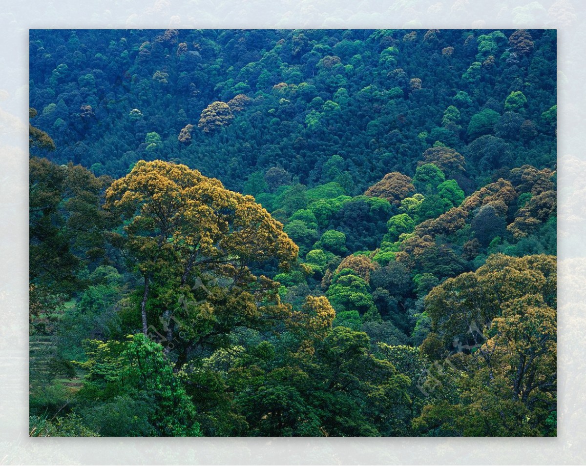 绿色森林图片