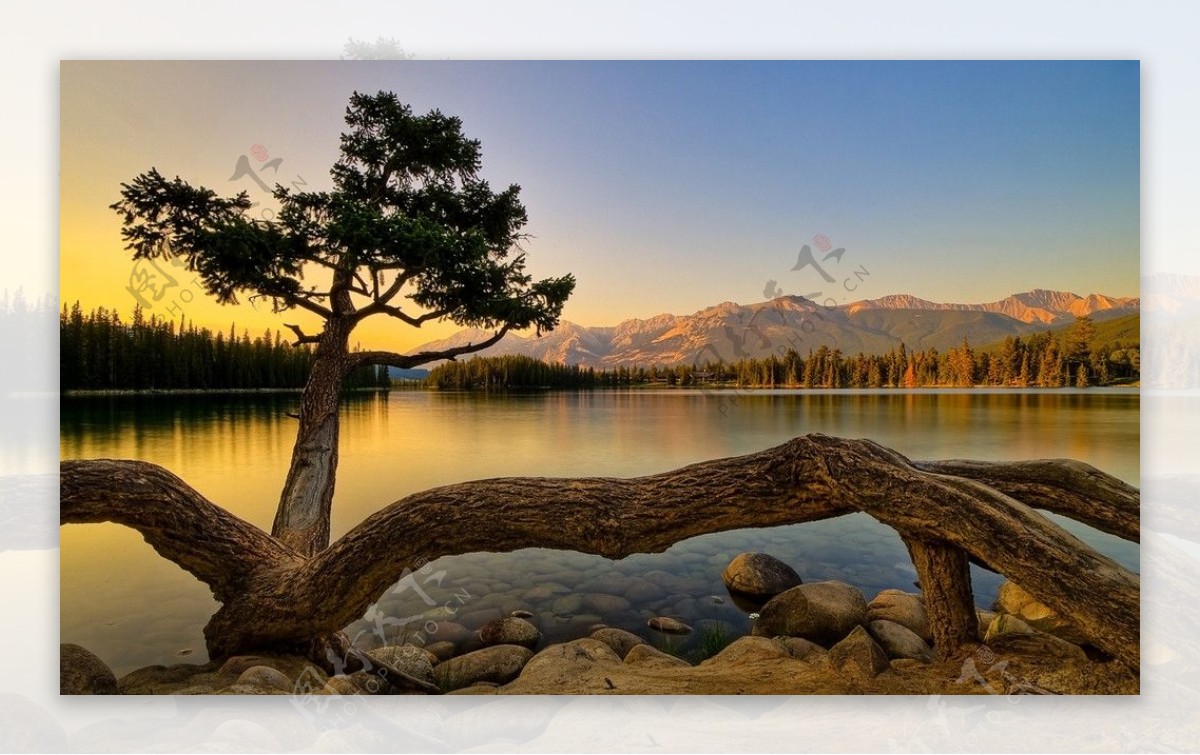 湖畔奇树图片